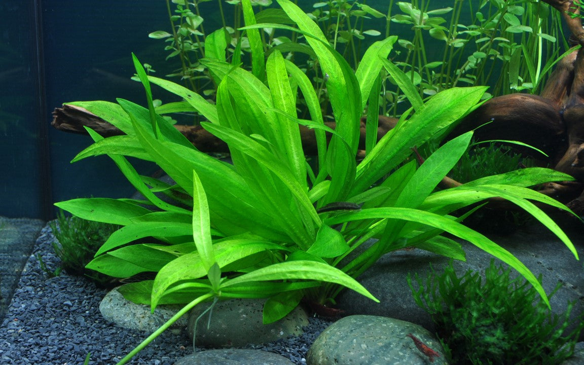 Helanthium Bolivianum 'Quadricostatus' - Tropica 1-2 Grow