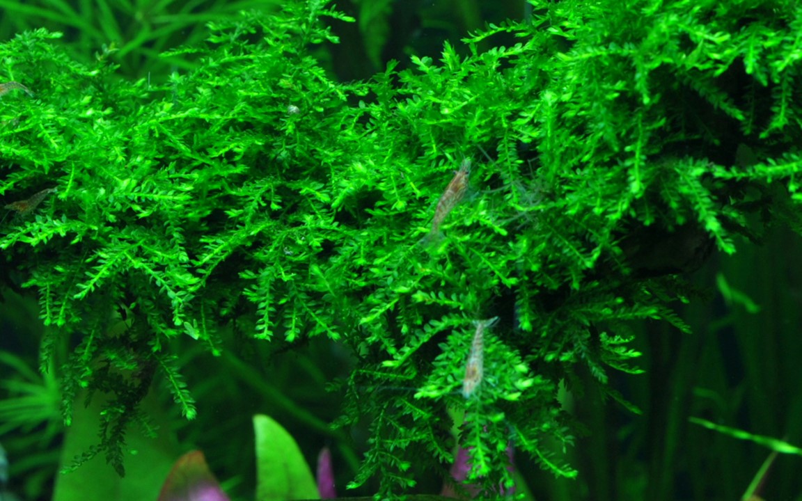 Weeping Moss - Vesicularia ferriei - Tropica 1-2 Grow