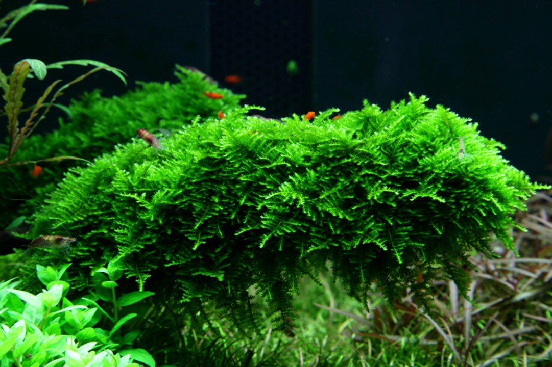 Christmas Moss - Vesicularia montagnei - Tropica 1-2 Grow