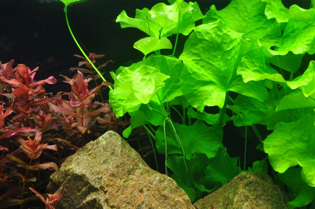 Nymphoides Hydrophylla 'Taiwan' - Tropica 1-2 Grow