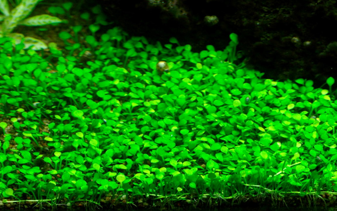 Marsilea Crenata - Tropica 1-2 Grow