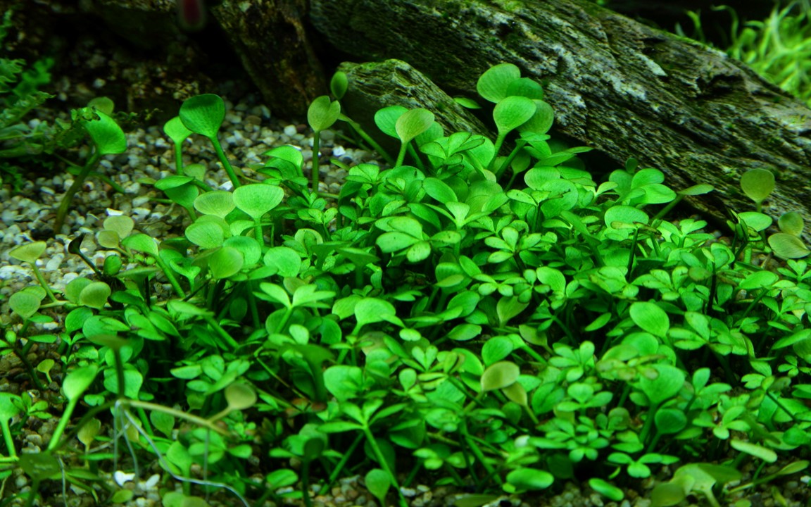 Marsilea Hirsuta - Tropica 1-2 Grow