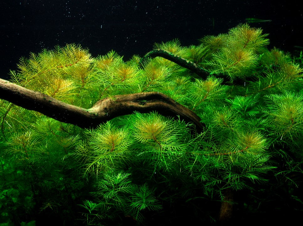 Myriophyllum matogrossense - Tropica 1-2 Grow