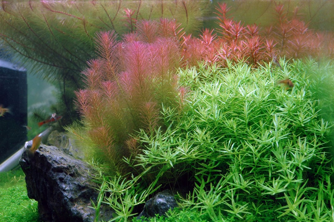 Rotala Wallichii - Tropica 1-2 Grow
