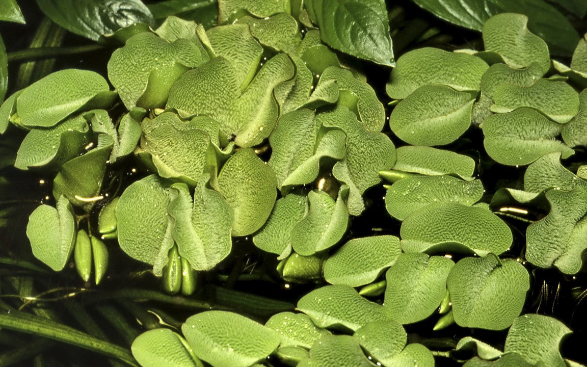 Salvinia auriculata - Tropica 1-2 Grow