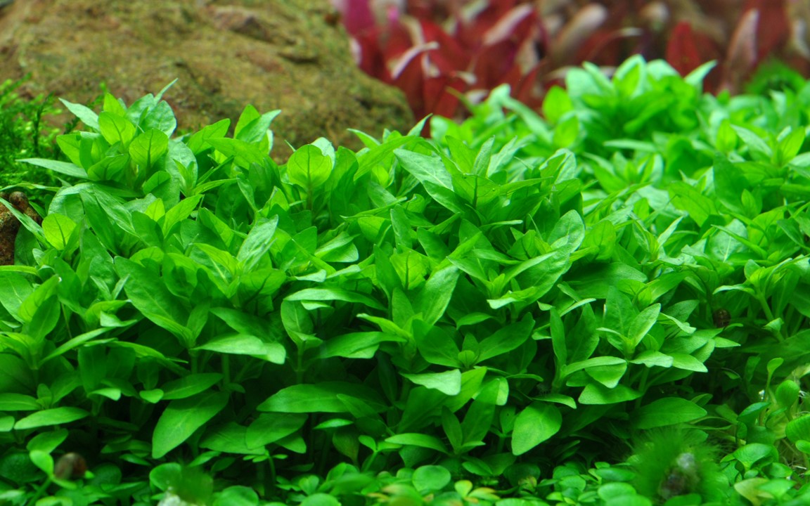 Staurogyne repens - Tropica 1-2 Grow