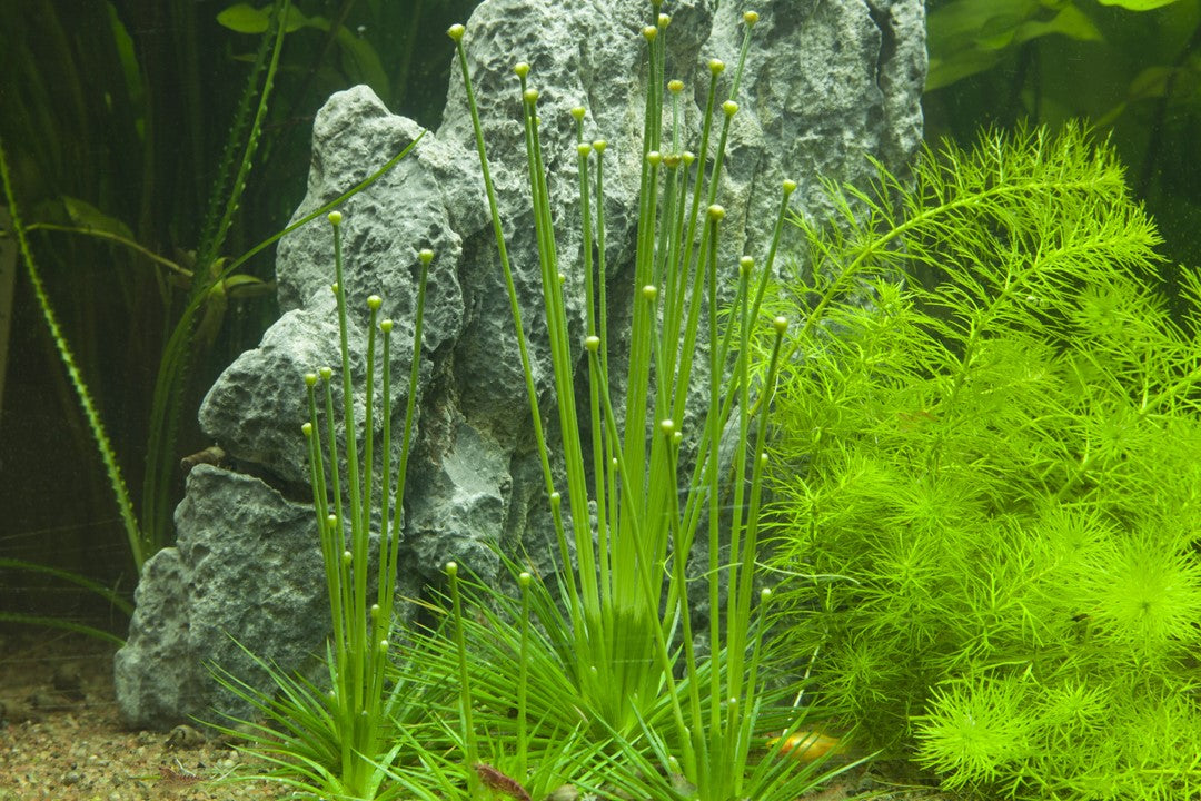 Eriocaulon Cinereum - Tropica 1-2 Grow