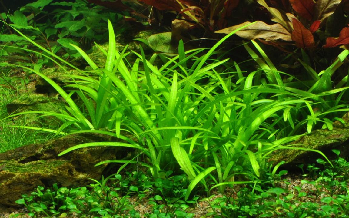 Sagittaria subulata - Tropica 1-2 Grow