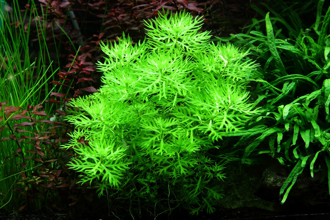 Hottonia Palustris - Tropica 1-2 Grow