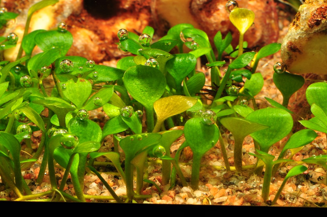 Marsilea Hirsuta - Tropica 1-2 Grow
