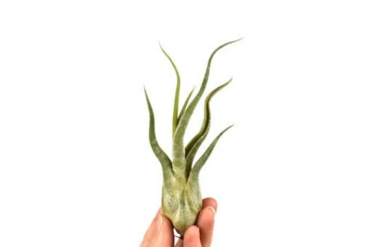 Tillandsia Caput Medusae Air Plant