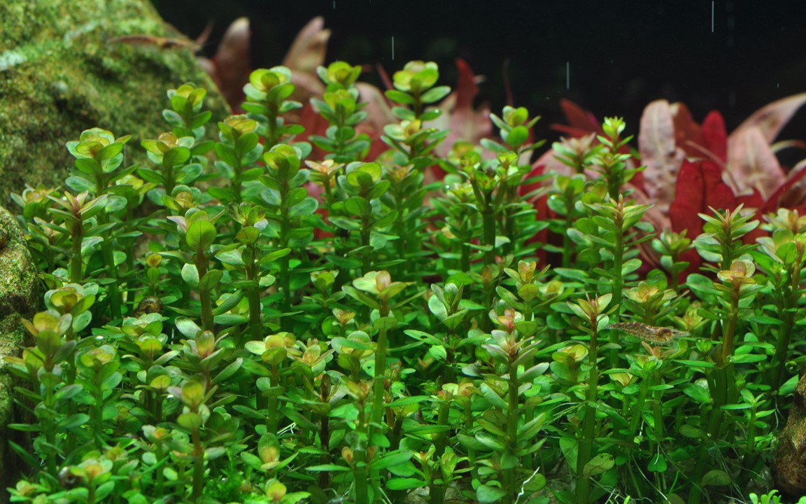 Rotala indica 'Bonsai' - Tropica 1-2 Grow