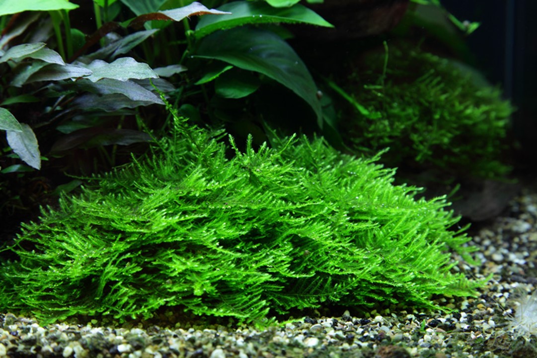 Spiky Moss - Taxiphyllum - Tropica 1-2 Grow