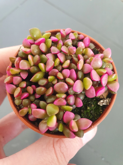 Succulents Pack - Mixed Succulents