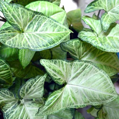 Syngonium - White Butterfly