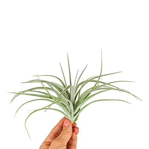 Tillandsia Pohliana Air Plant Easy Care Airplants House Plant for Terrarium, Bathroom, Livingroom Ornament Live Plant
