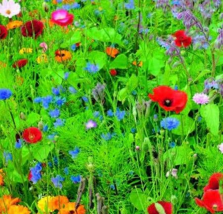 Wild Meadow Mixture - Flower Seeds Easy Grow Grow Your Own Indoor Outdoor in the UK