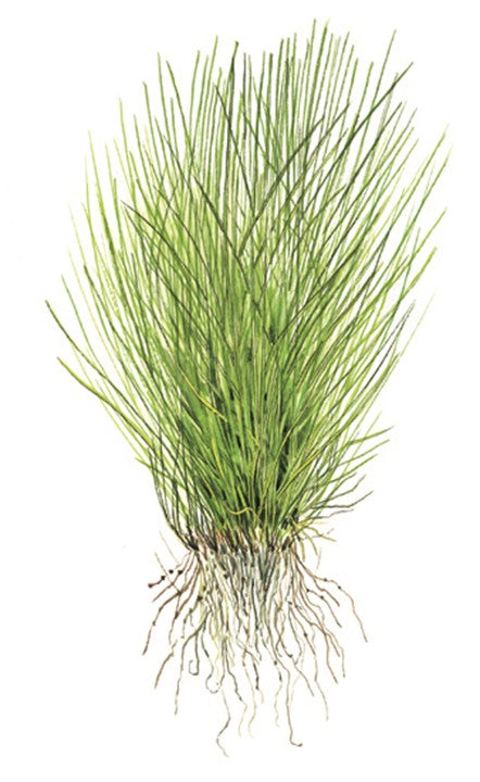 Dwarf Hairgrass - Eleocharis Pusilla 'Mini' - Tropica 1-2 Grow