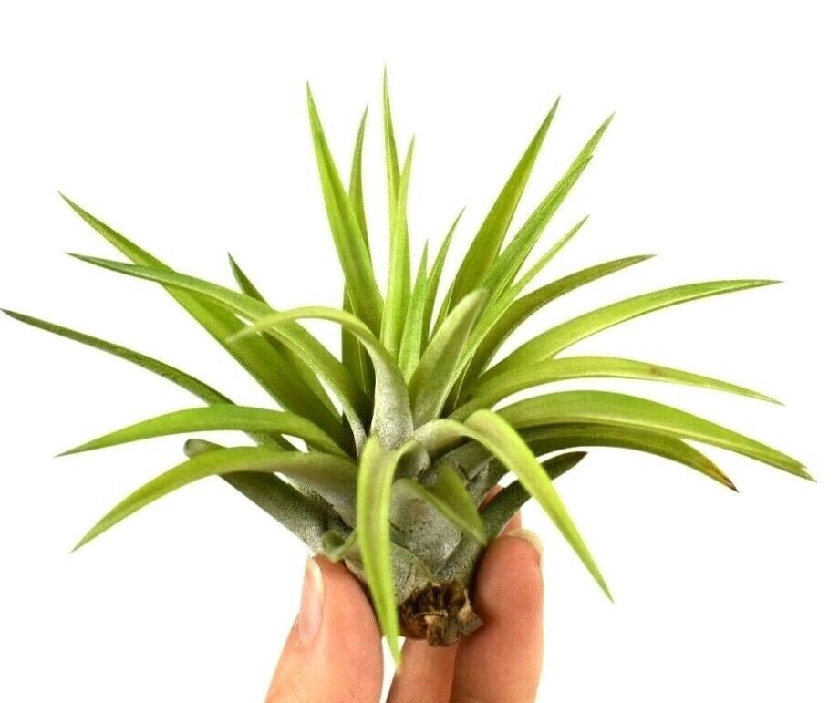 Tillandsia - Abdita