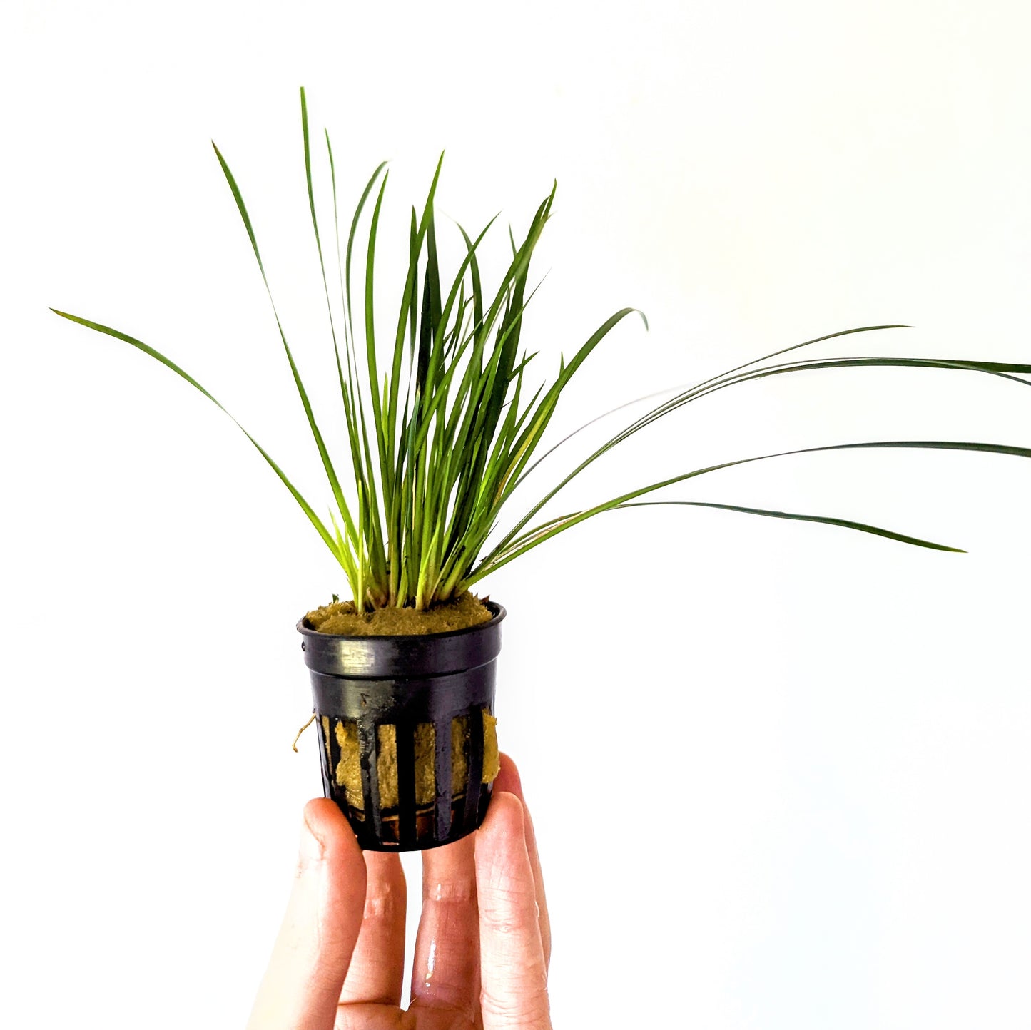 Acorus Gramineus Pusillus