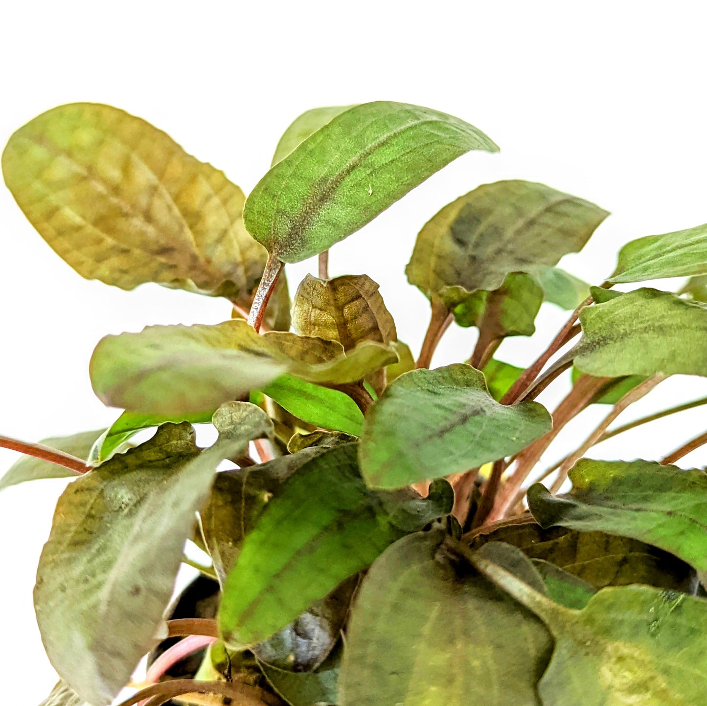 Cryptocoryne Walkerii 5cm pot