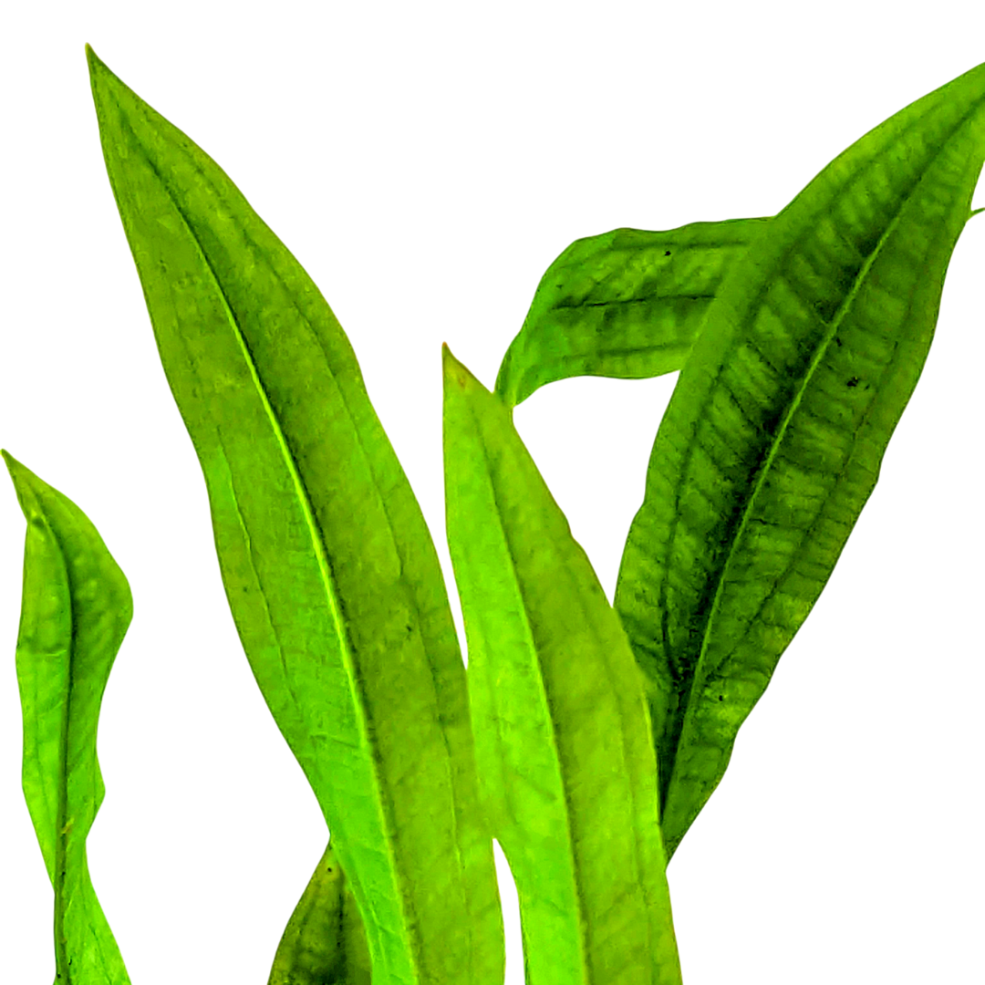 Echinodorus Paniculatus - Amazon Sword 5cm Pot