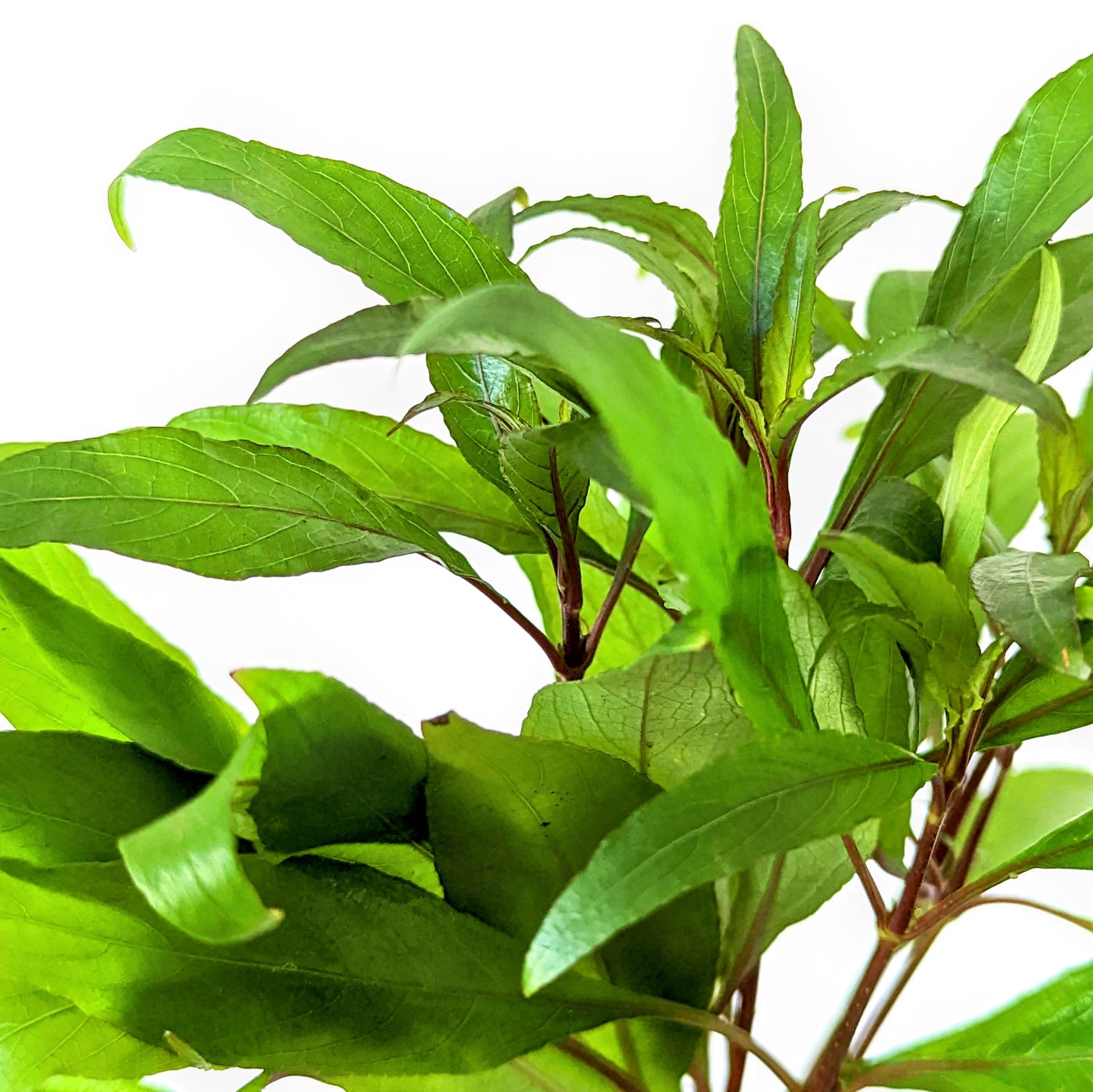 Hygrophila Angustifolia 5cm Pot