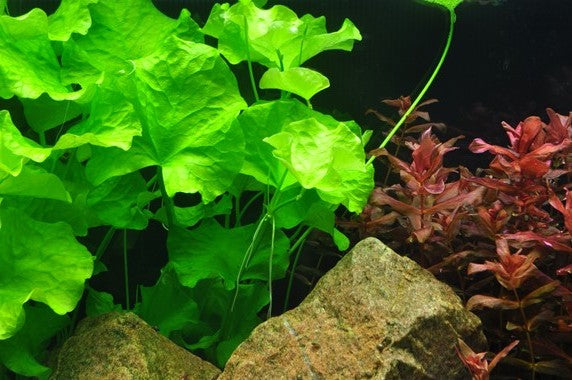 Nymphoides Hydrophylla 'Taiwan' - Tropica 1-2-Grow
