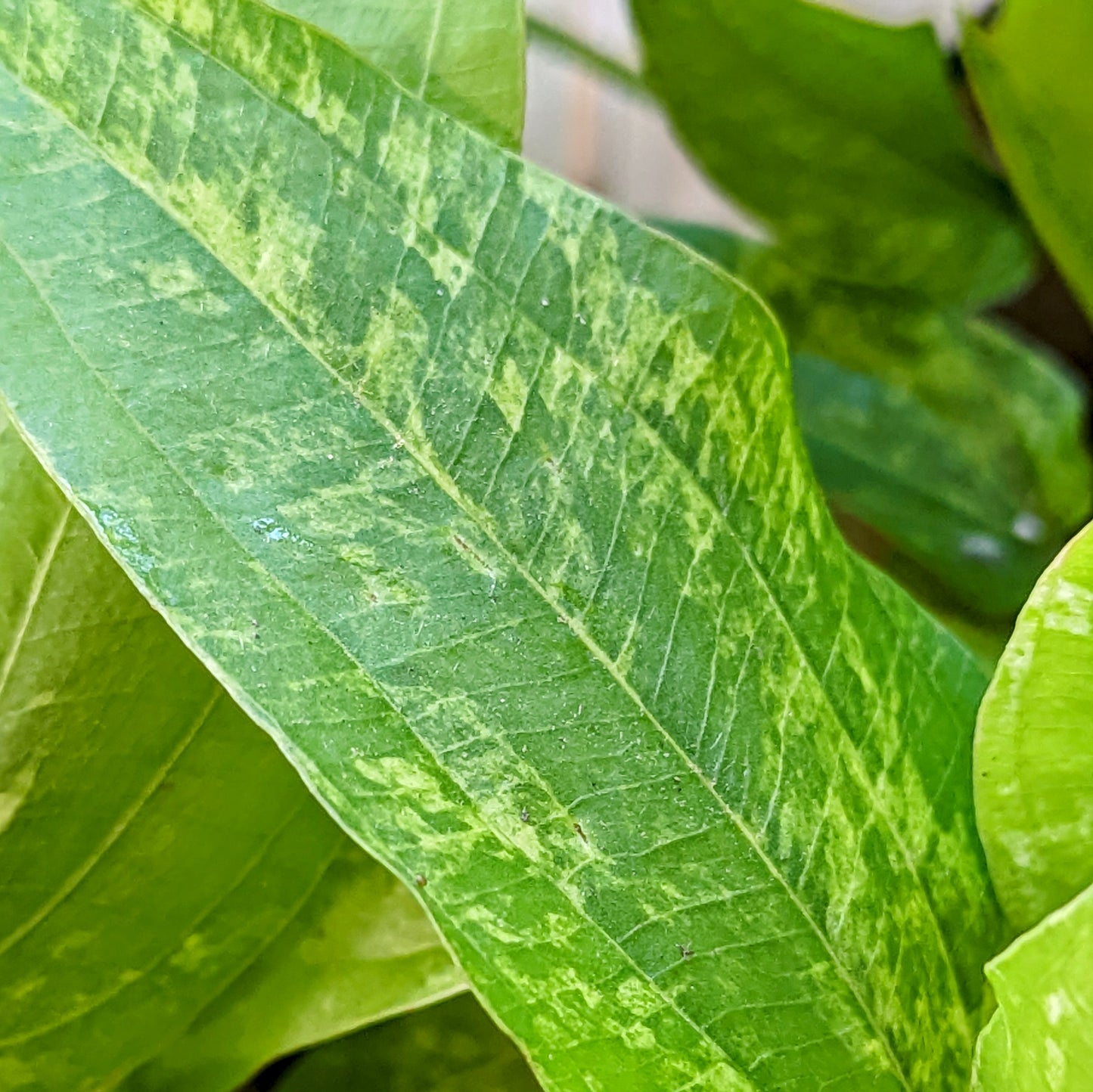 Echinodorus cordifolius “Marble queen”