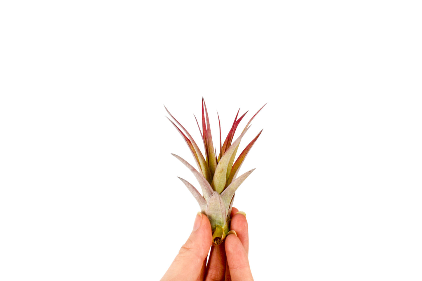 Tillandsia Multiflora