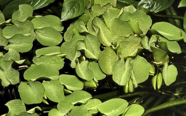 Salvinia auriculata