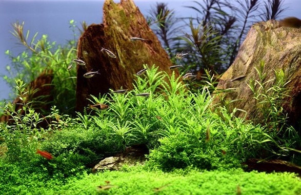 Pogostemon Helferi on Lava Rock