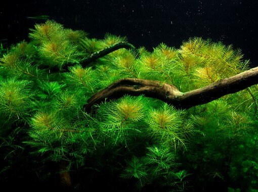 Myriophyllum mattogrossense 5cm pot