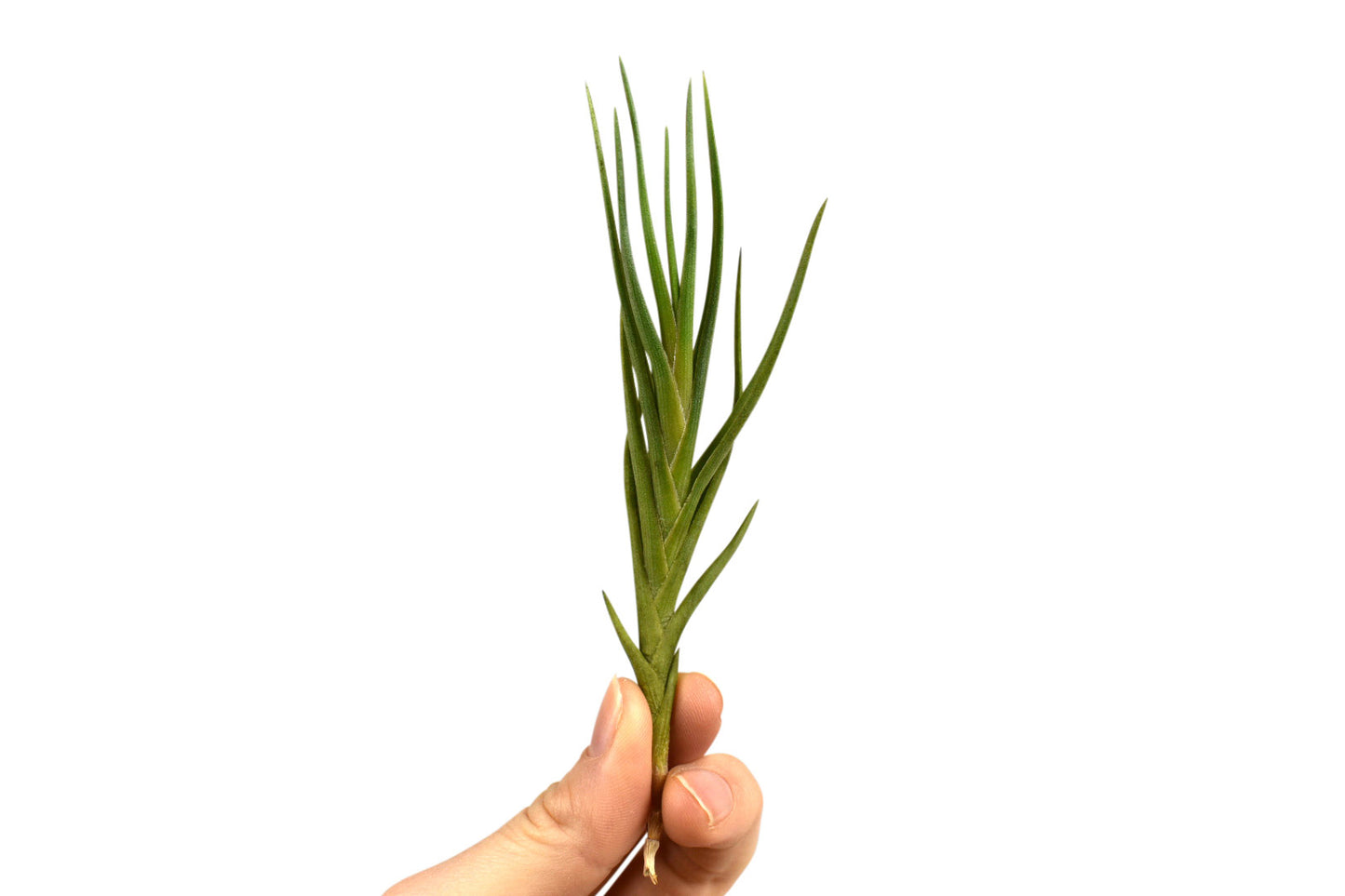 Tillandsia Albertiana