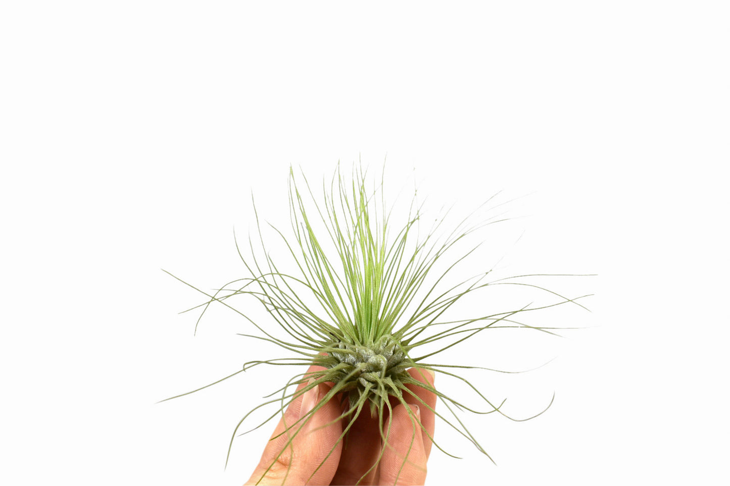 Tillandsia Argentea