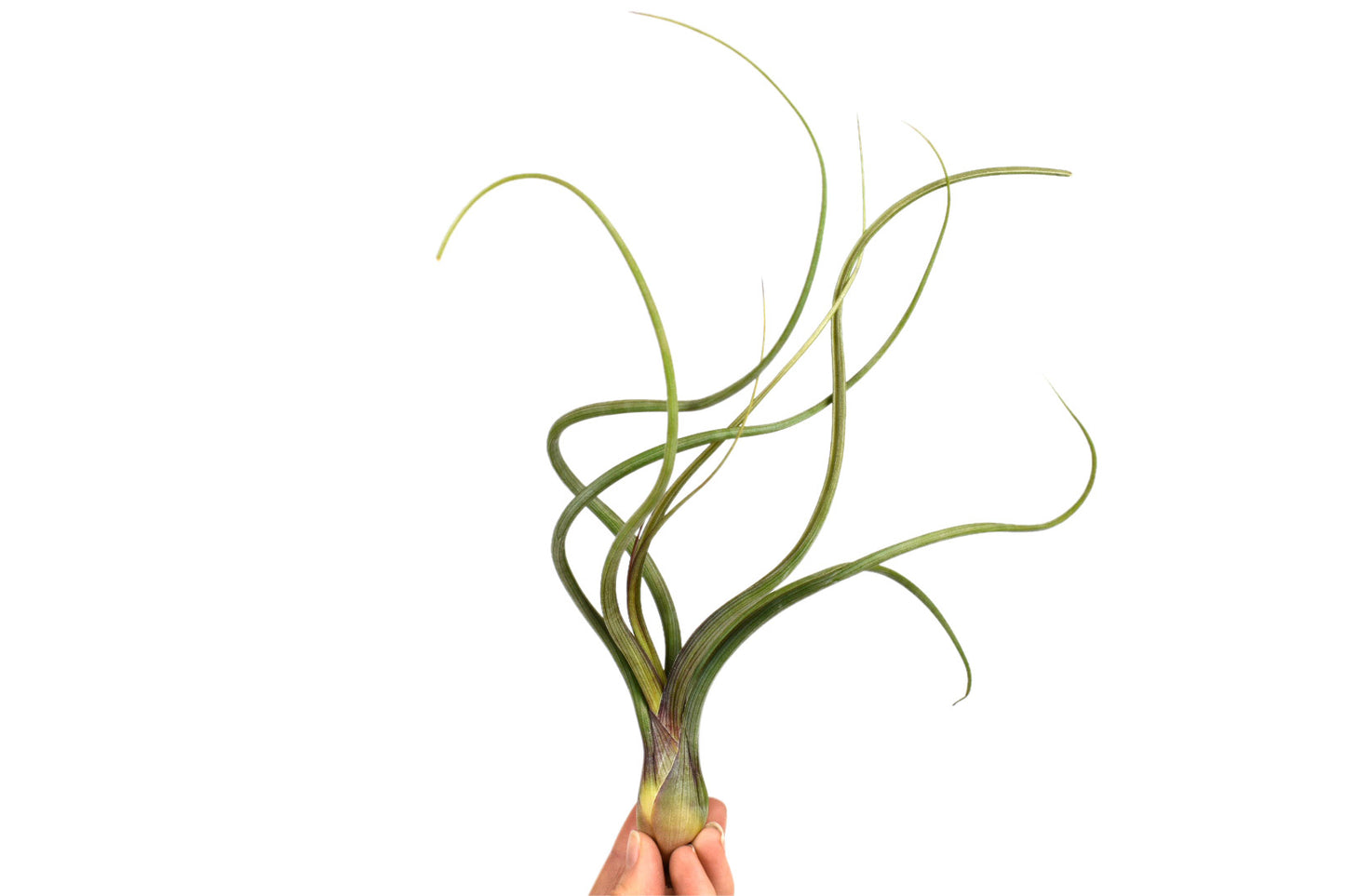 Tillandsia Baileyi