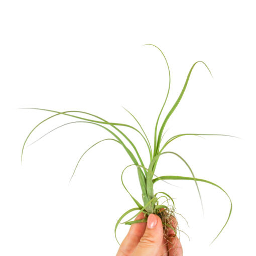 Tillandsia Balbisiana