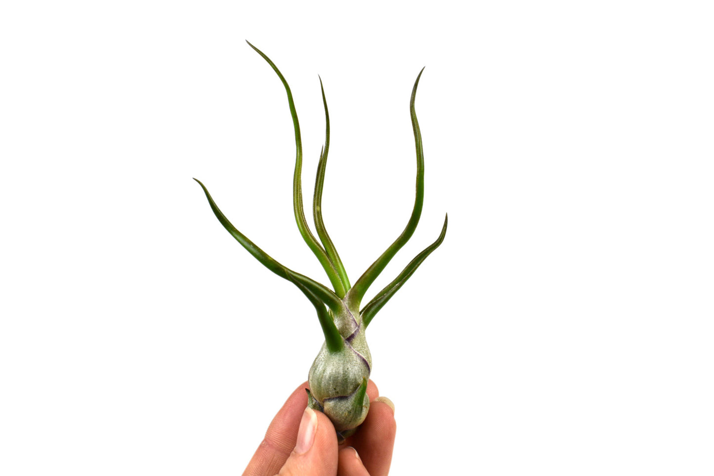 Tillandsia Bulbosa