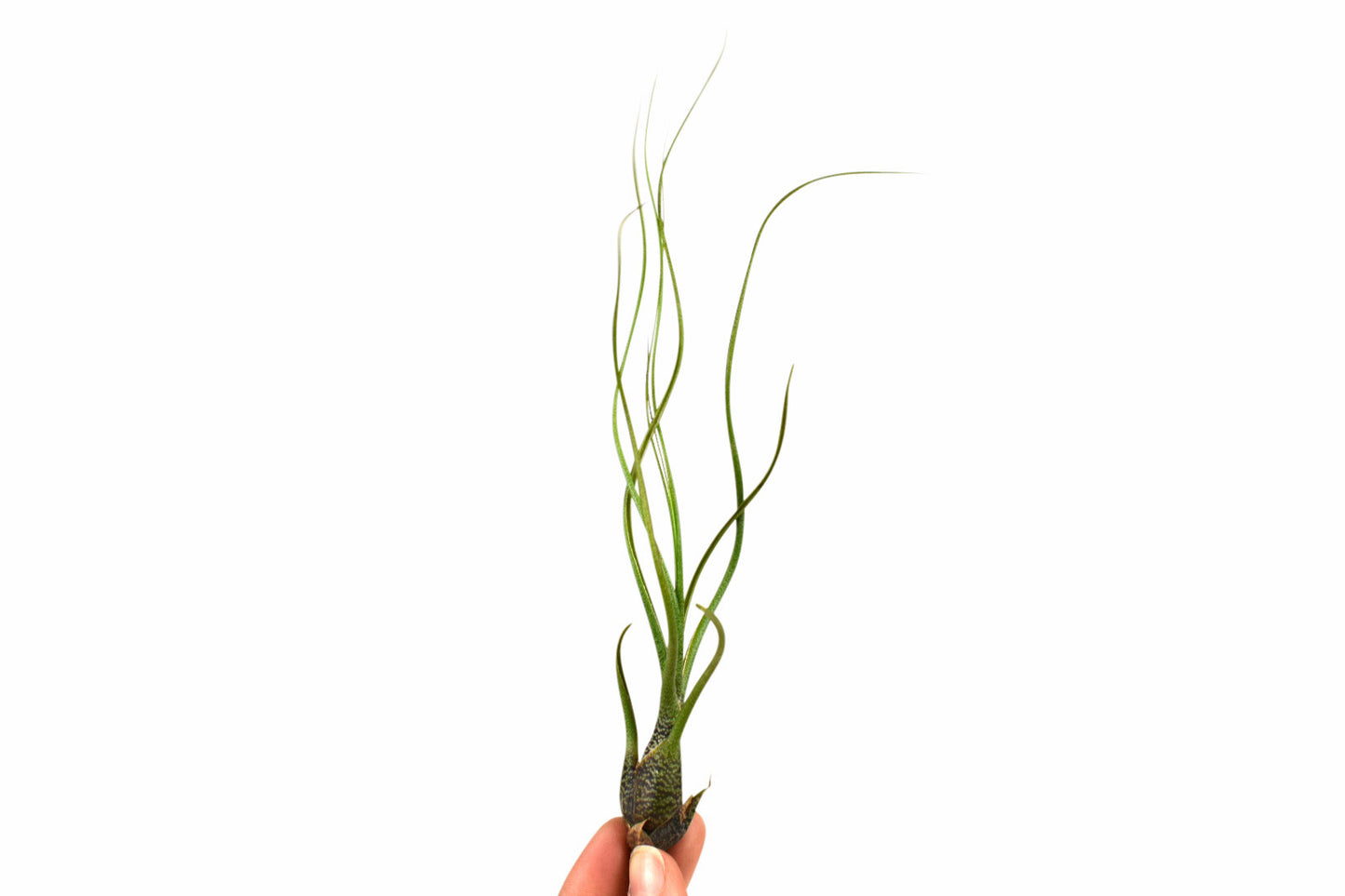 Tillandsia Butzii