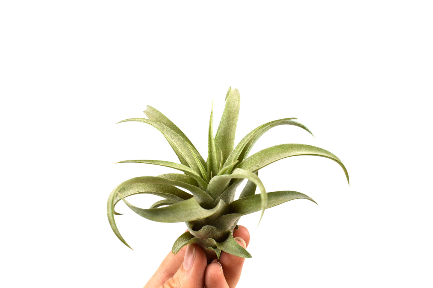Tillandsia Capitata Peach Green