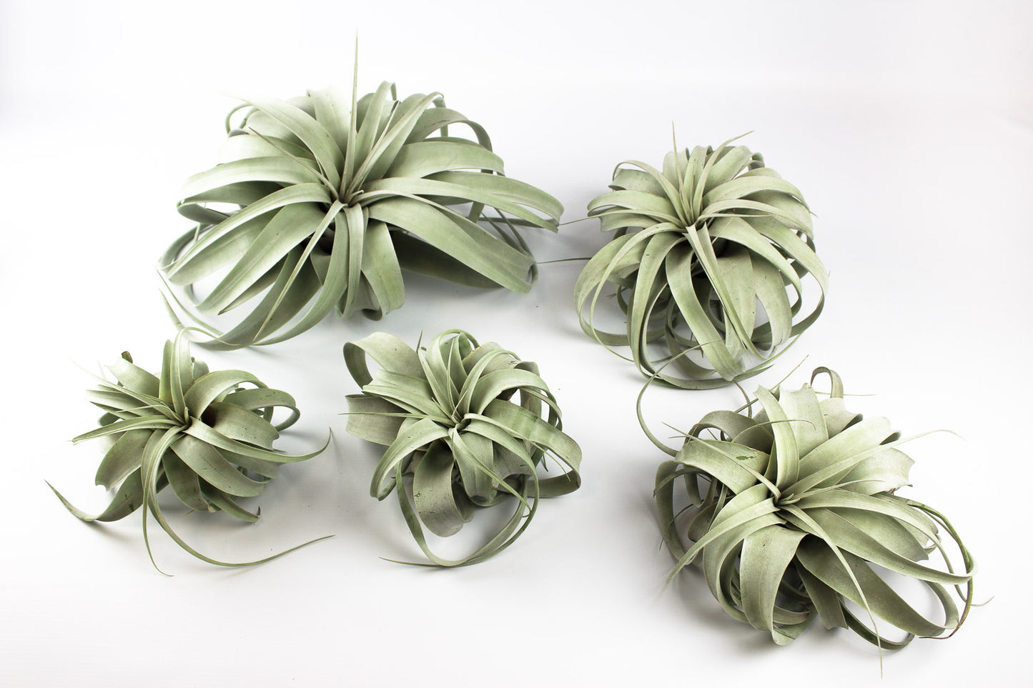 Tillandsia Xerographica