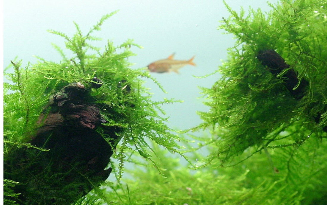 Java Moss Take Over How to care for Java Moss! – Snuffle and Swim