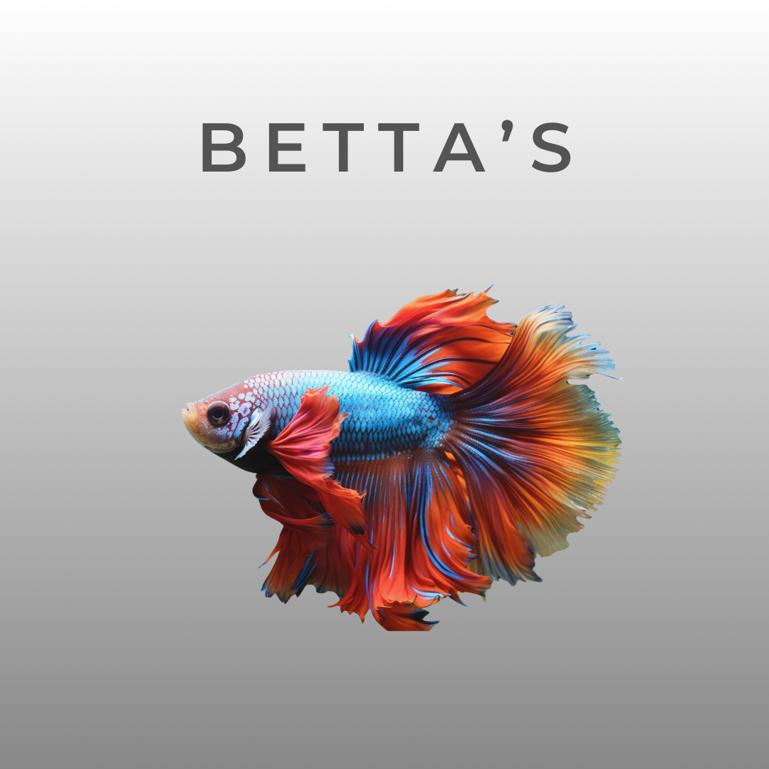 Betta Fish (Siamese Fighter) – Snuffle and Swim