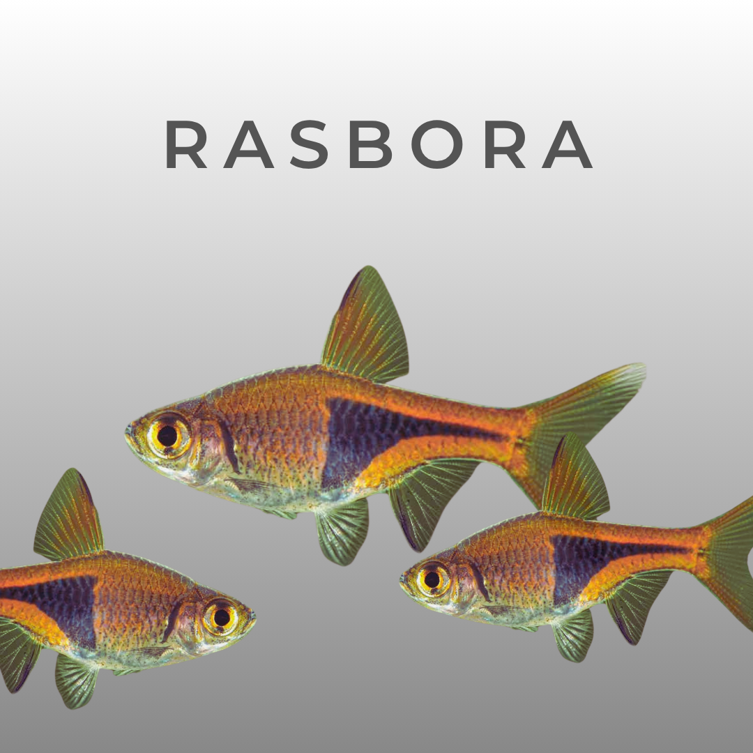 Ramba Fish Pet Products Delivered UK - Snuffle and Swim Pet Shop - Dog Cat Fish