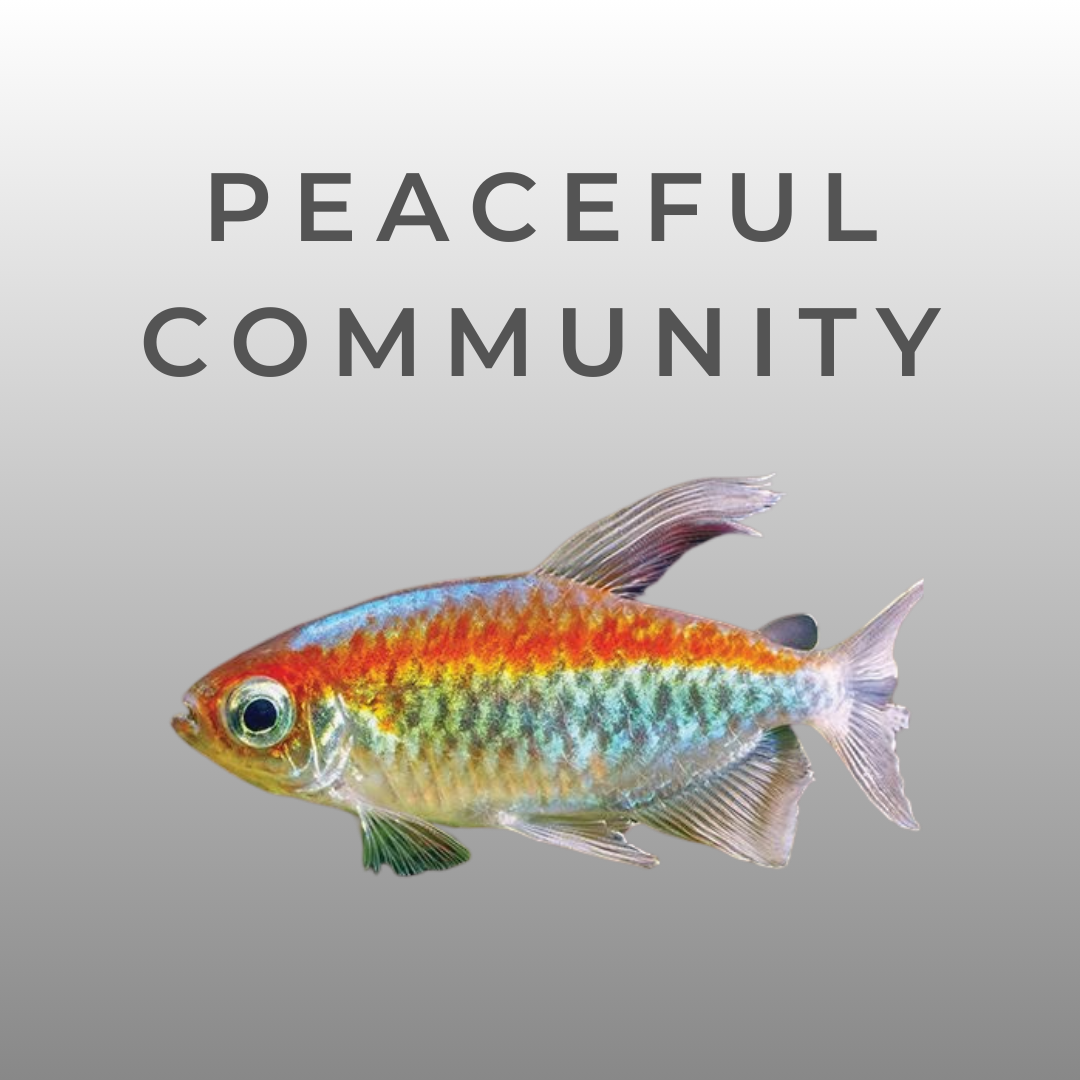 Peaceful Community Fish – Snuffle and Swim