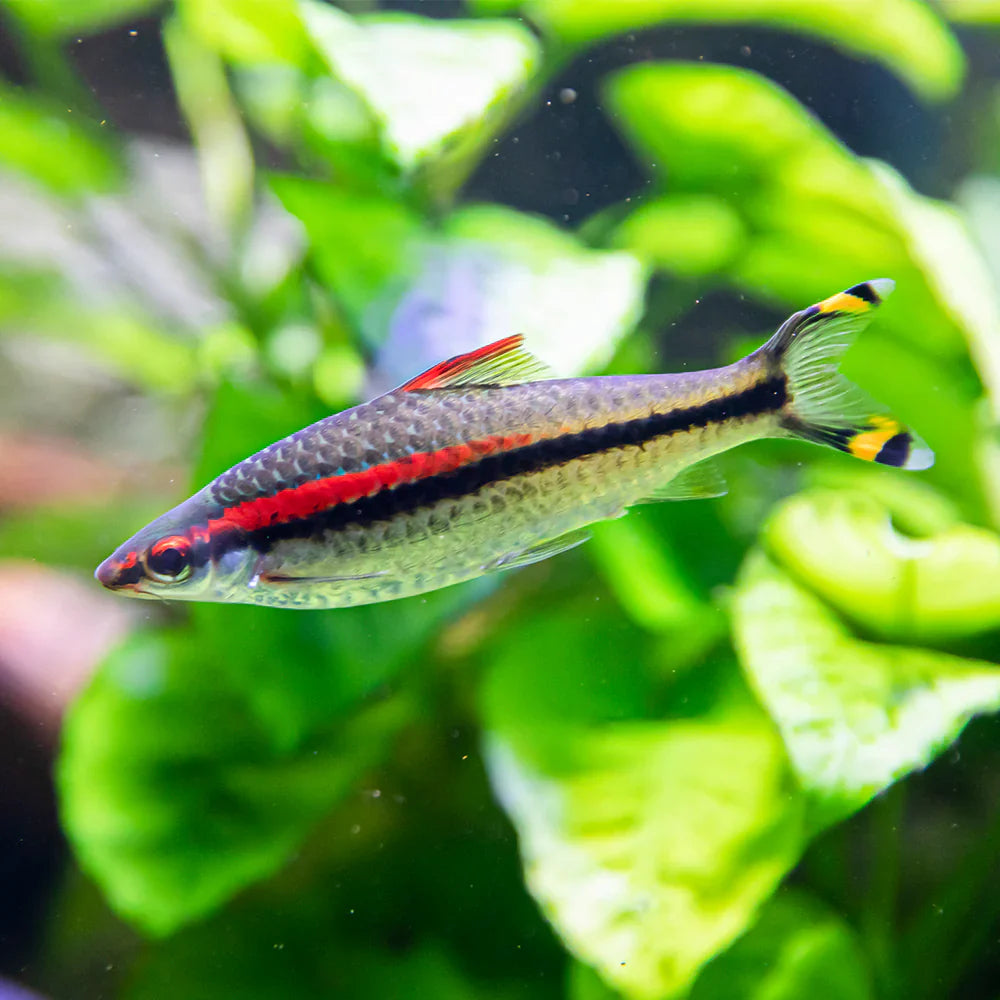 Tropical Fish – Snuffle and Swim