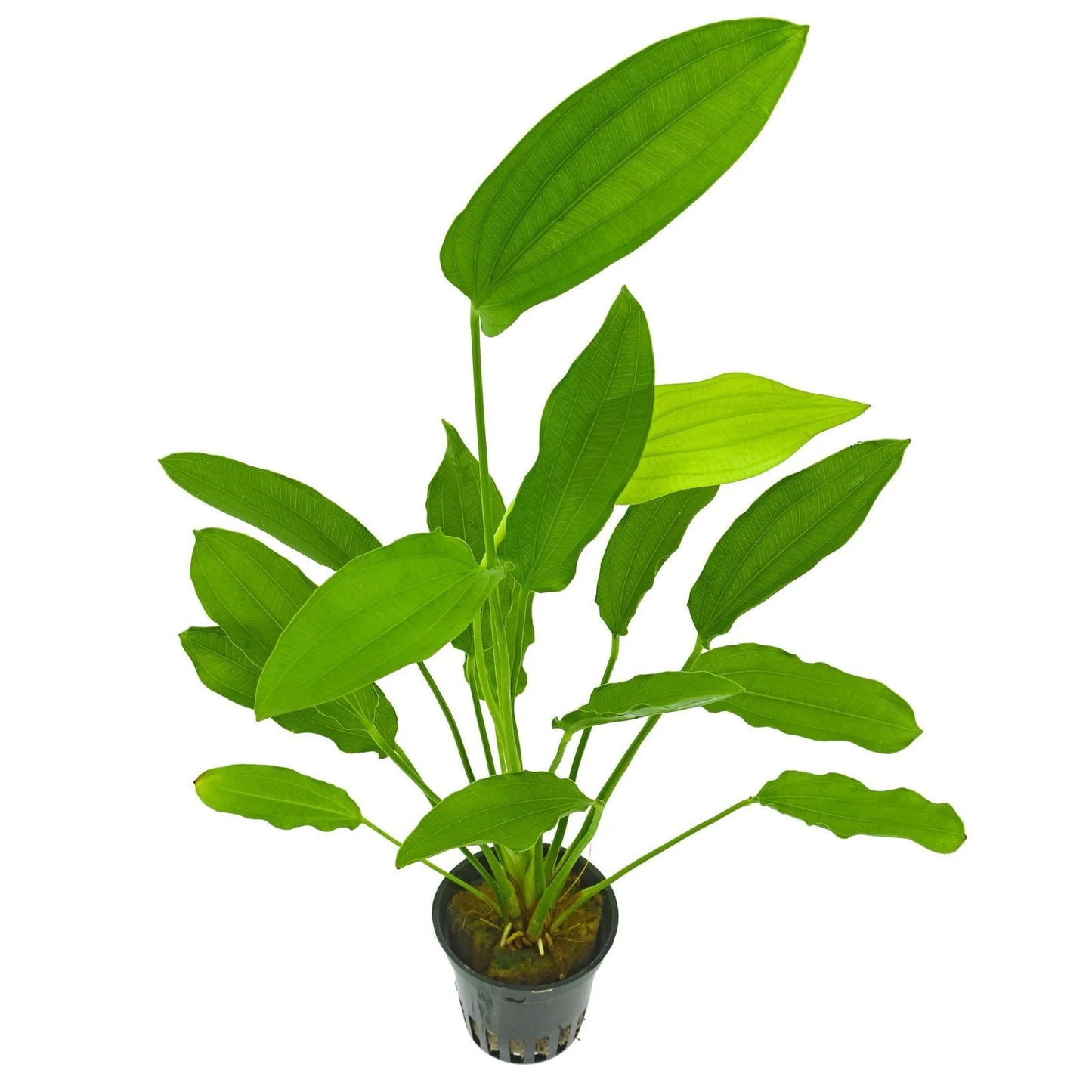 Echinodorus Tricolor 5cm Pot