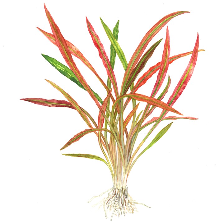 Cryptocoryne spiralis 'Red' 5cm Pot