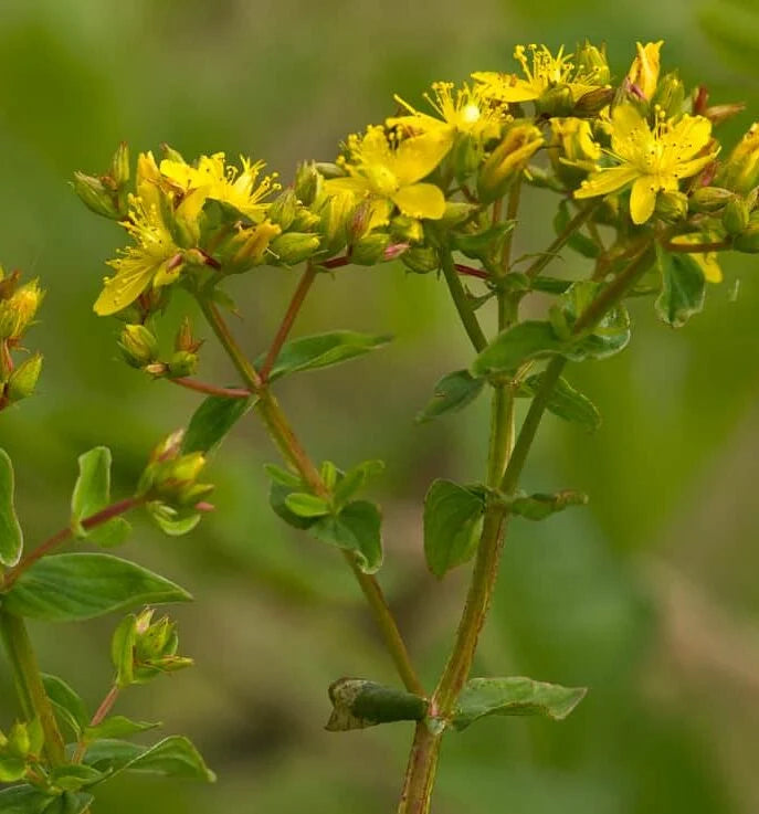 Hypericum Tetrapterum - (Square-stem St John's Wort) 1 ltr