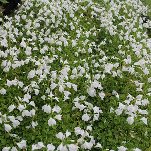 Mazran Reptans 'Alba' - (White Creeping Mazus) 1 ltr